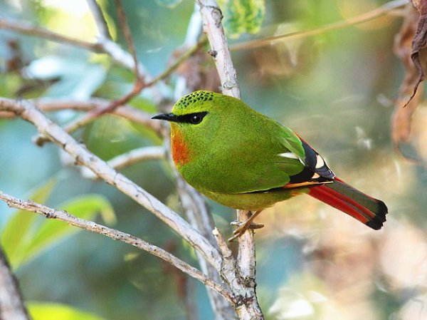 Green Bird Gabriela Robin