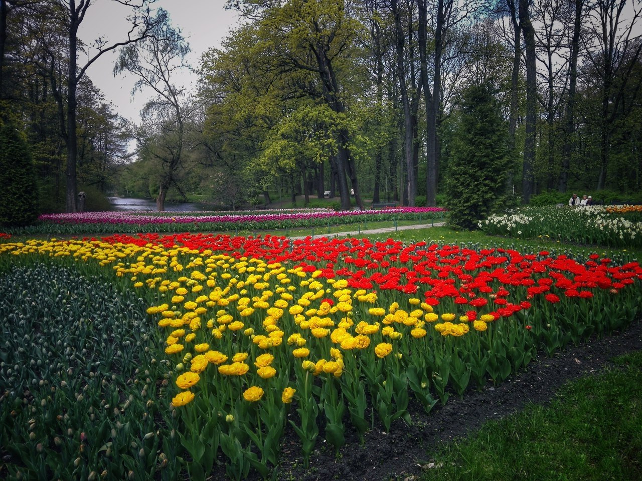 Фото елагин остров тюльпаны