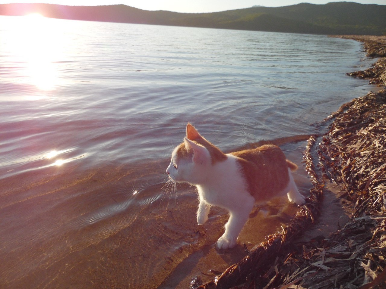 Кот на берегу реки