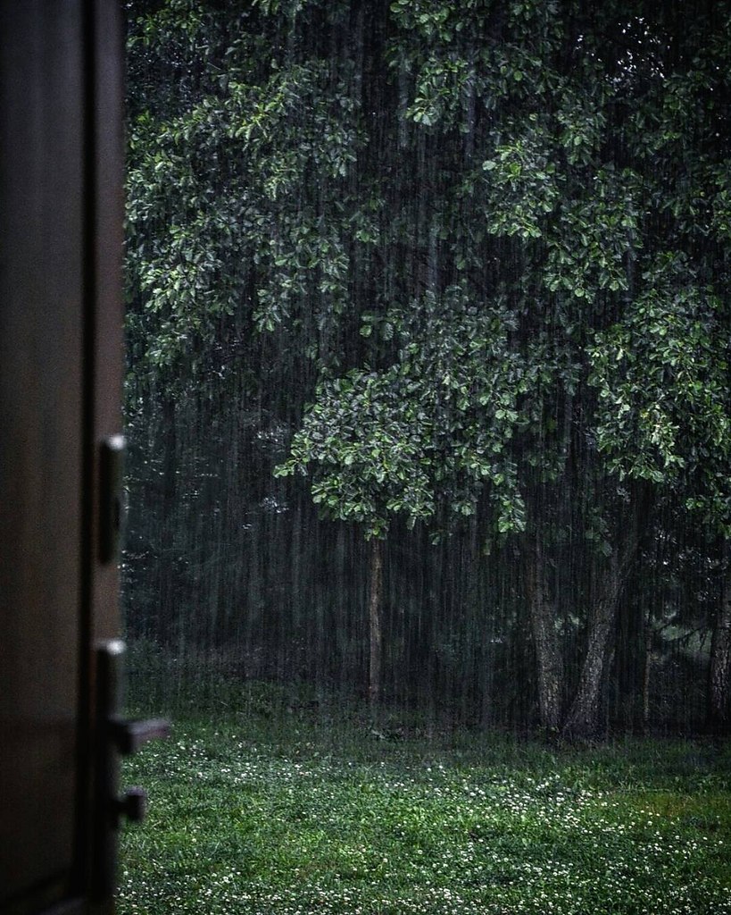 картинки дождливого леса
