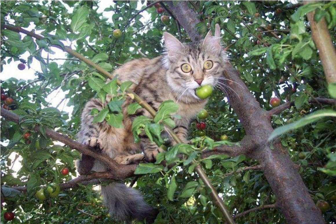 Кот в огороде