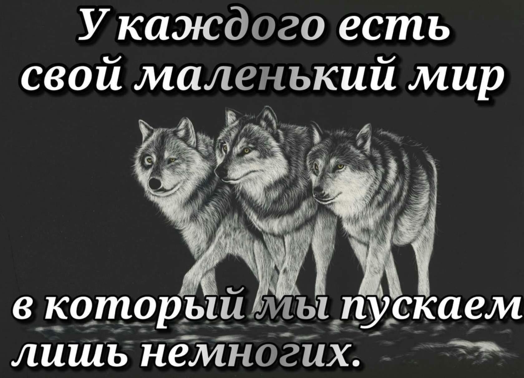 Волки Дружба
