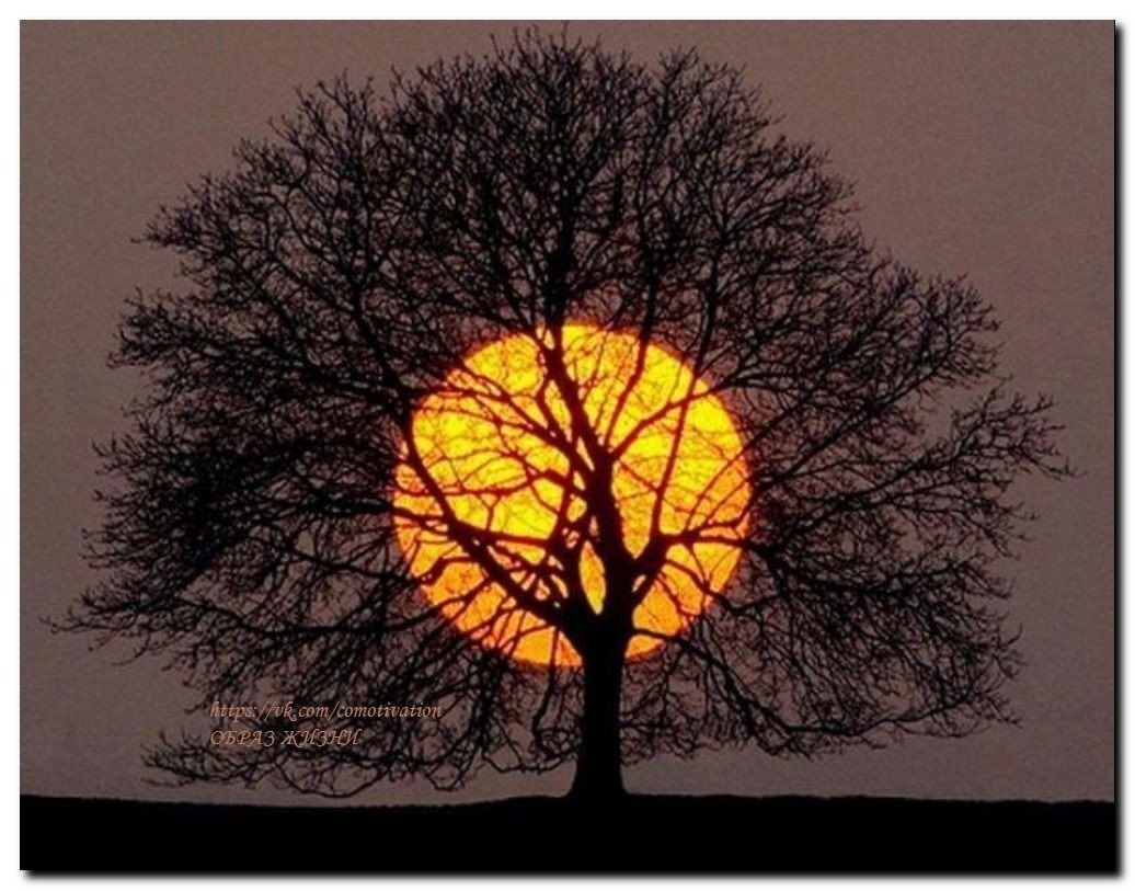 Дерево солнце и Луна
