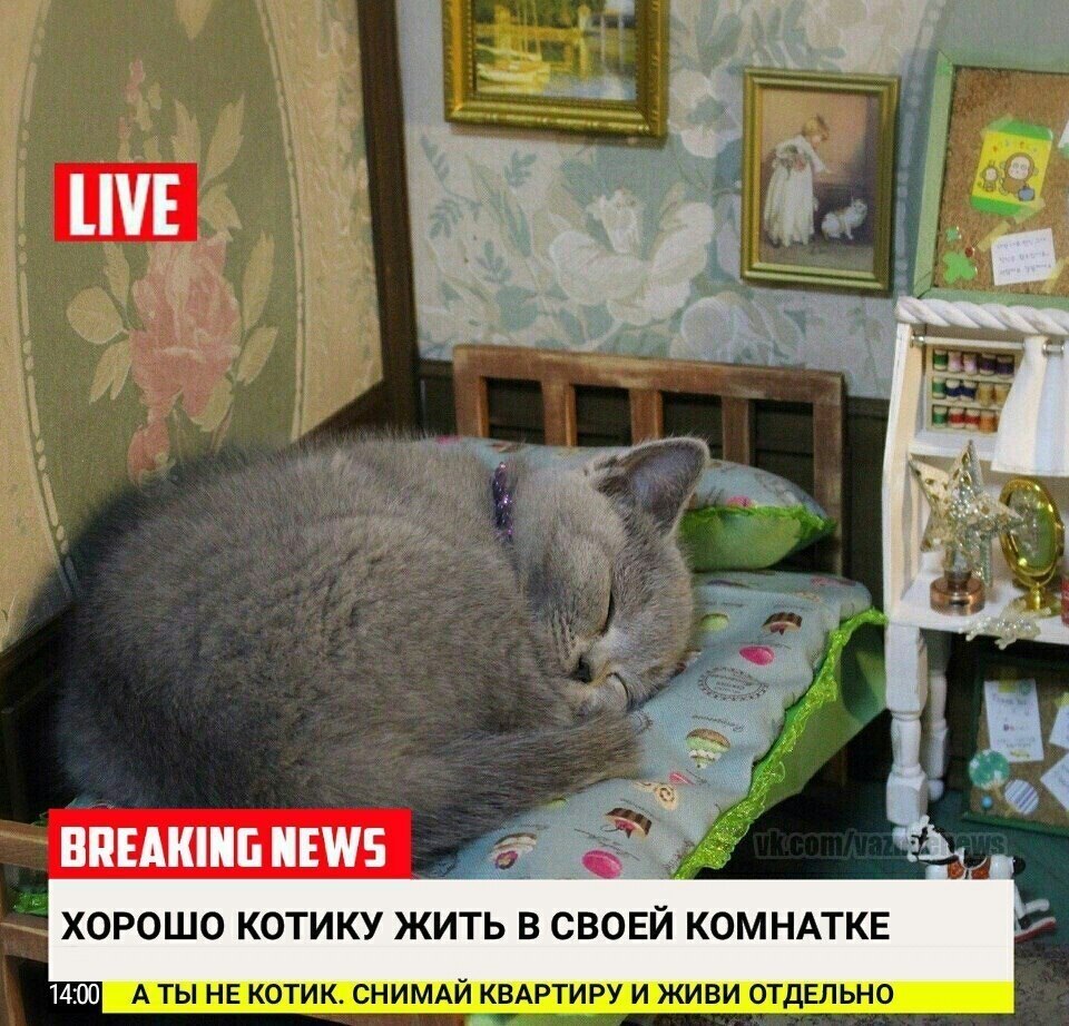 Жить отдельно. Breaking News коты. Новость кот Ньюс. Брейкинг Ньюс котики. Кот новости.