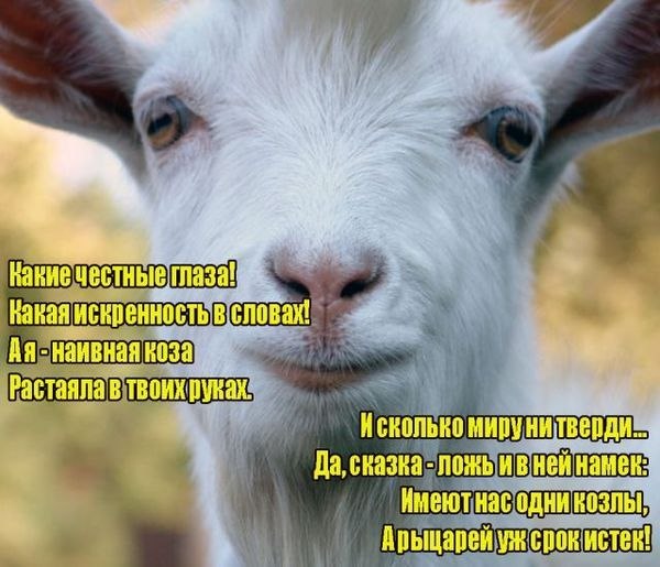Смешные картинки про мужа козла