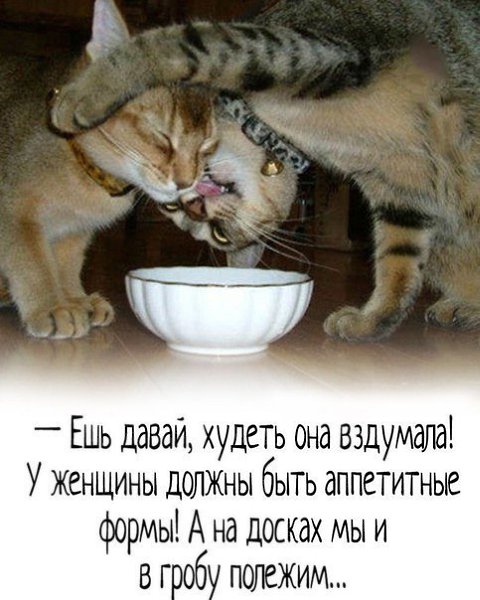 кот крадет еду. дай кушать. кот хочет жрать. давай мем. дай кушать.
