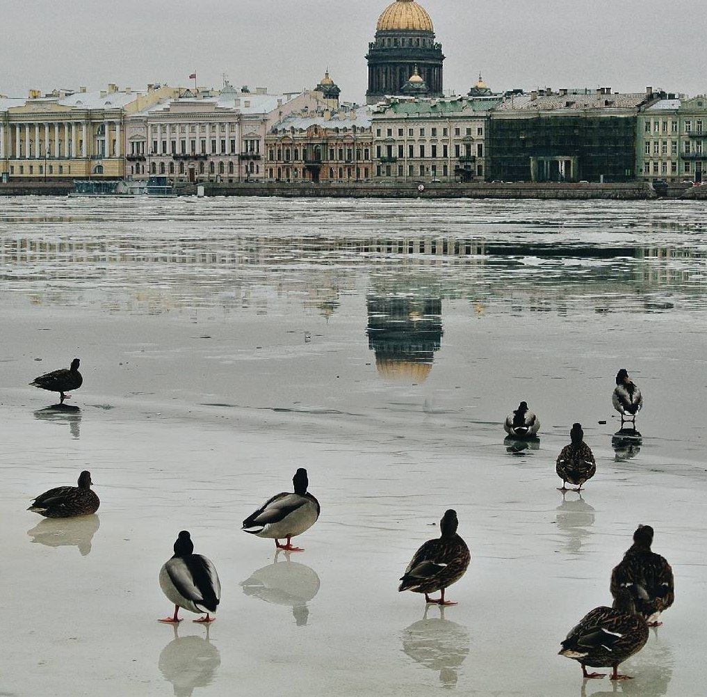птицы санкт петербурга фото с названиями зимой