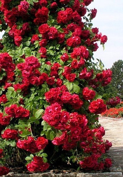 Плестистая роза , невероятная красота . #статусы #цитаты #мысли #душевно - 3