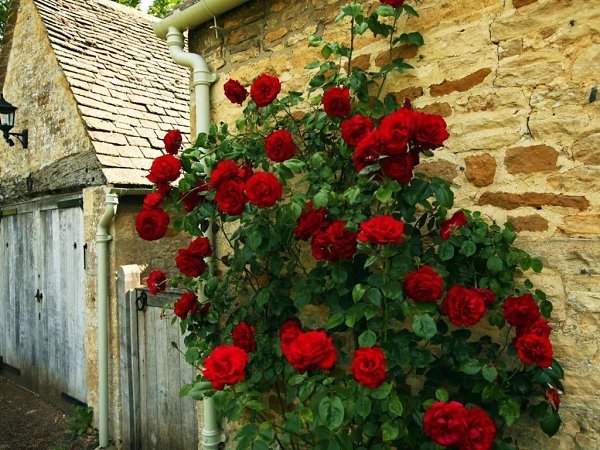 Плестистая роза , невероятная красота . #статусы #цитаты #мысли #душевно - 5