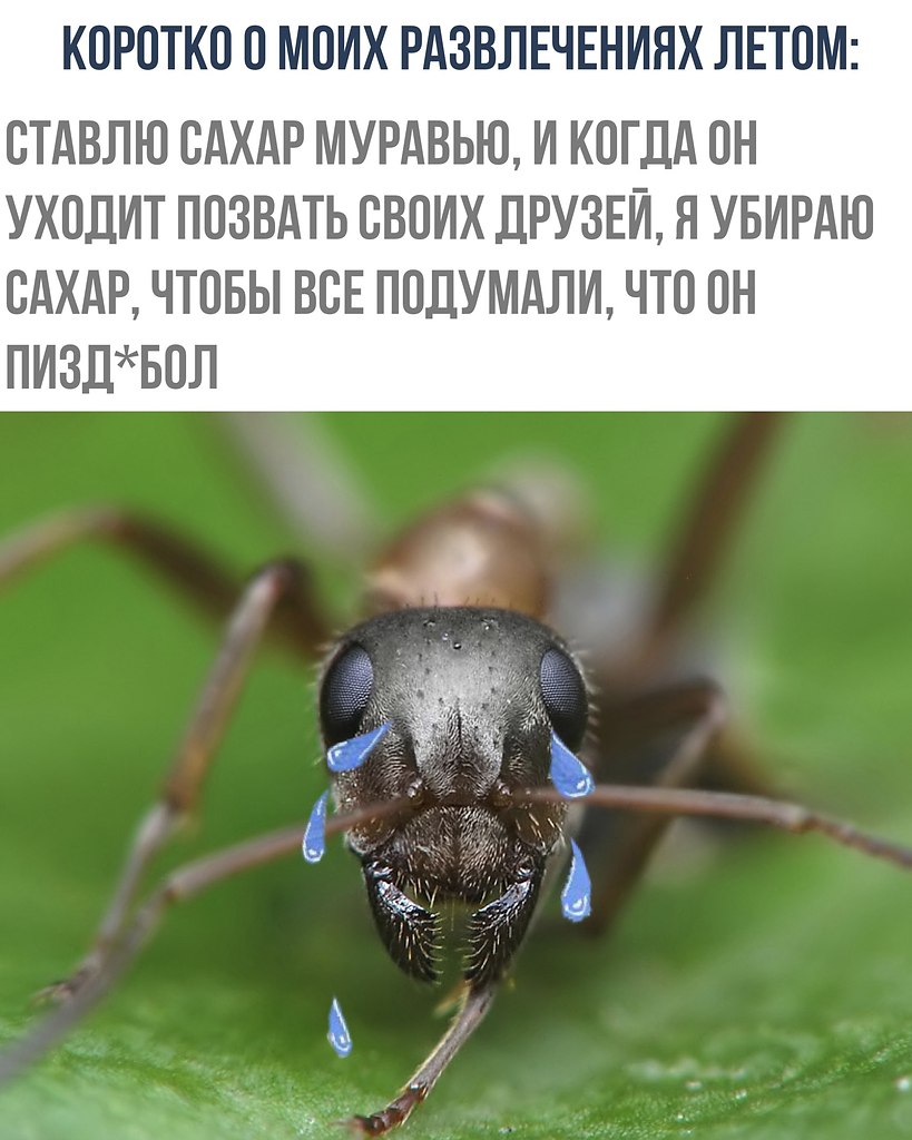 Приколы про муравьев