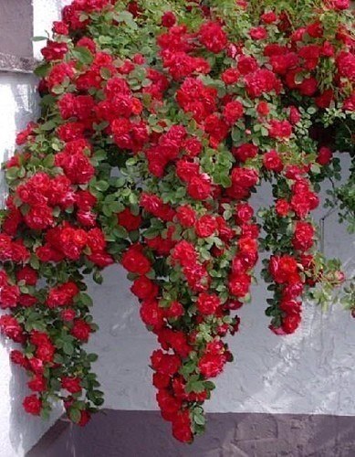 Плестистая роза , невероятная красота . #статусы #цитаты #мысли #душевно - 6