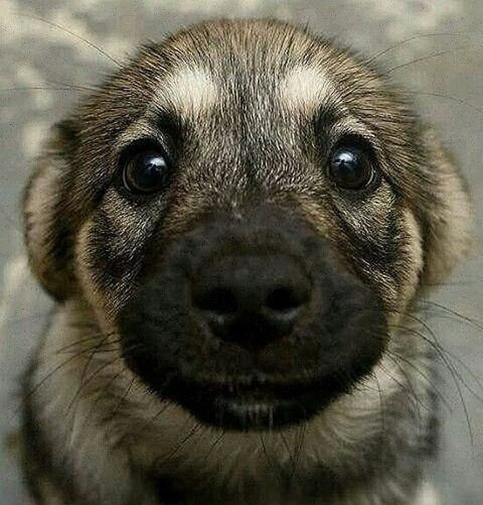 Алтайская собачка
