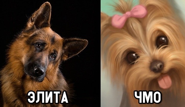 Картинки про чмо