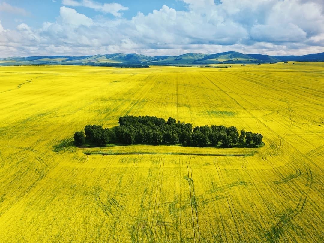 Жёлтые поля в Красноярском крае что это