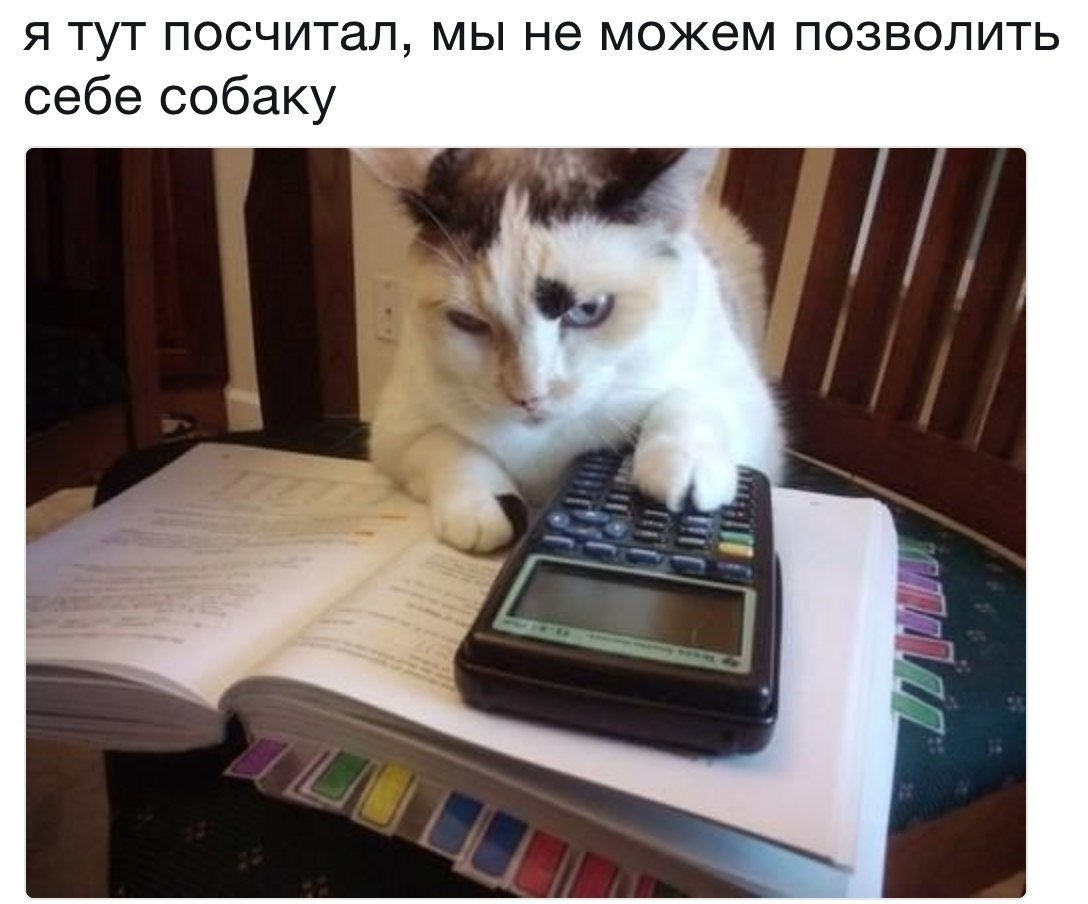 Кот бухгалтер Мем