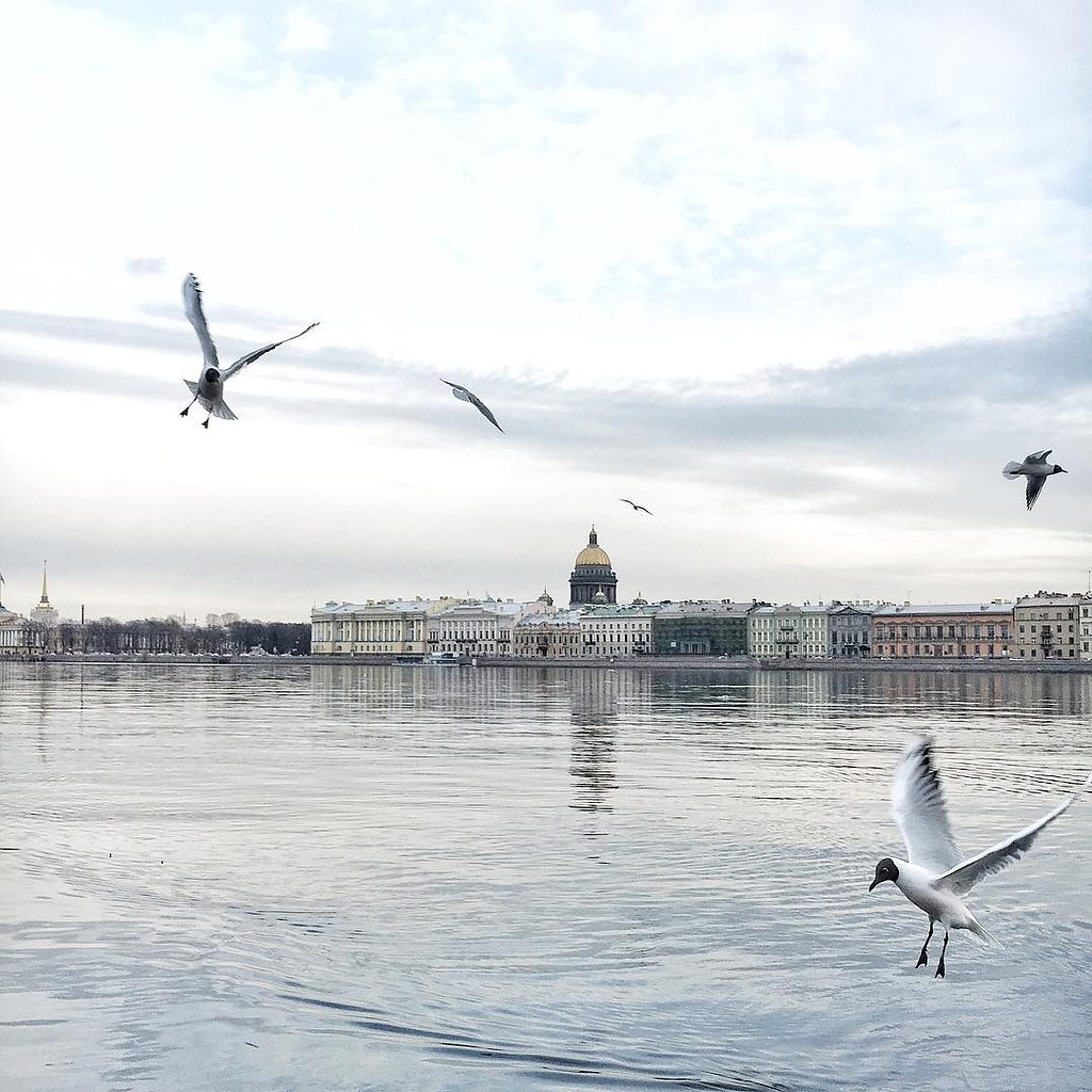 Чайки в Санкт-Петербурге