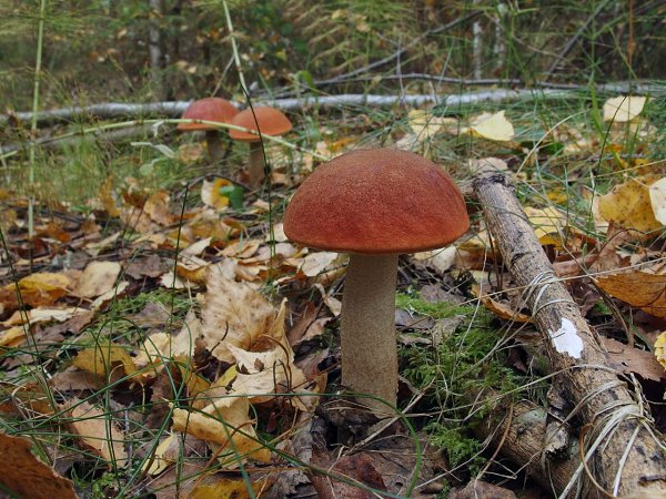 Съедобные Грибы Иркутской Области Фото