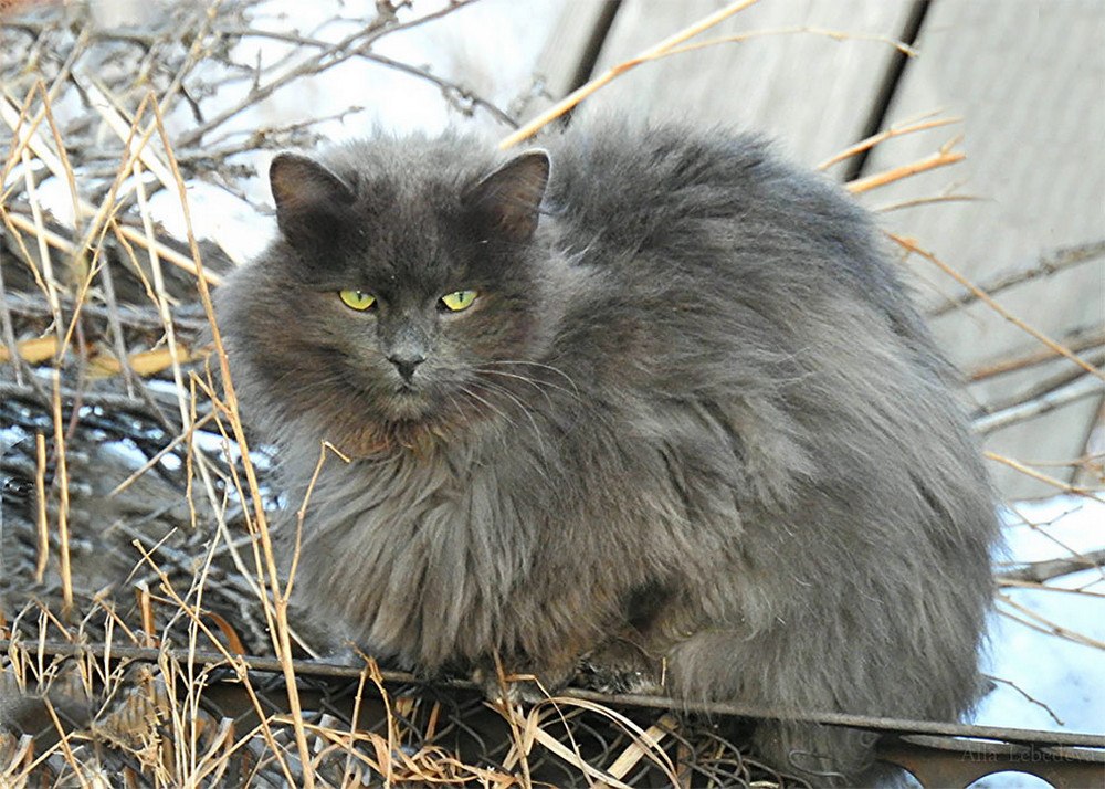 Сибирская кошка серая фото