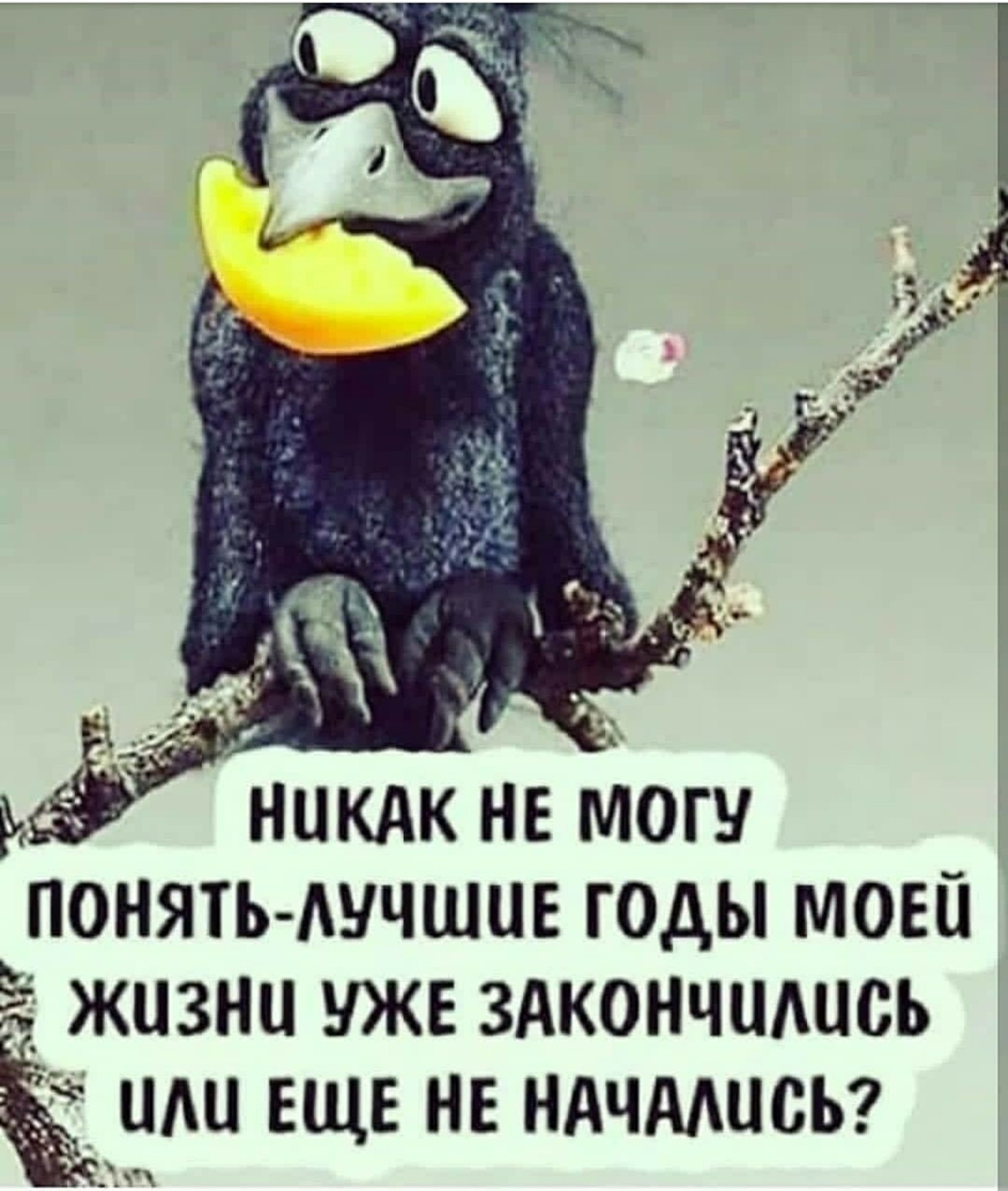 Прикольные вороны