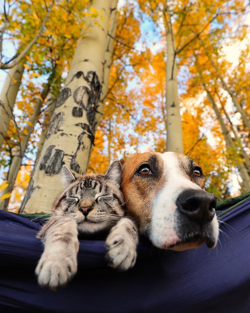 Осень собаки коты