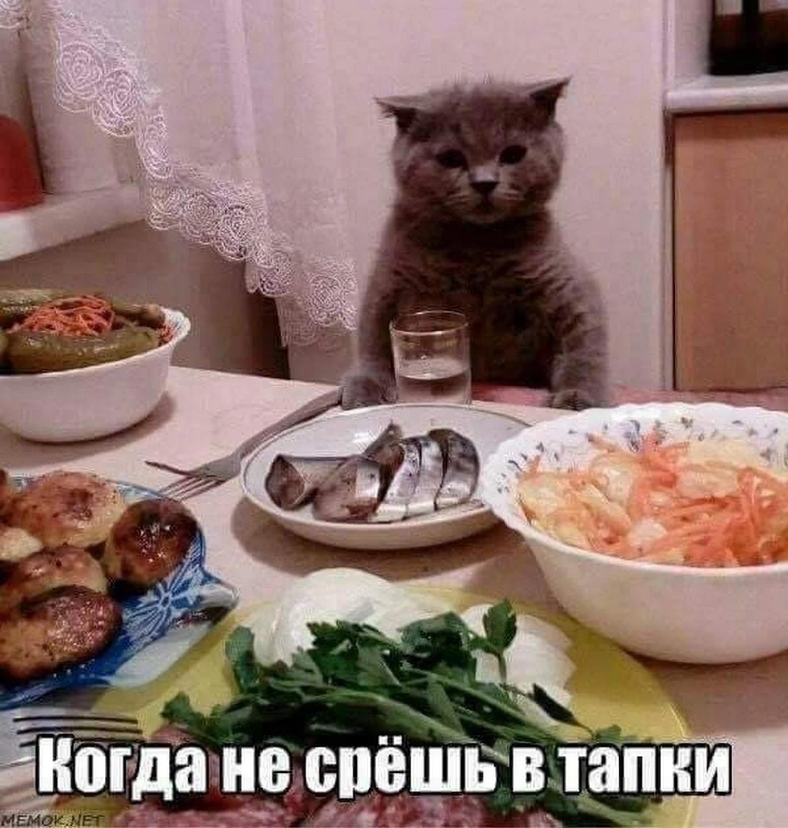 Котик обедает
