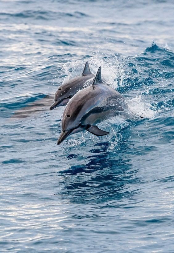 Дельфины и море вертикальное