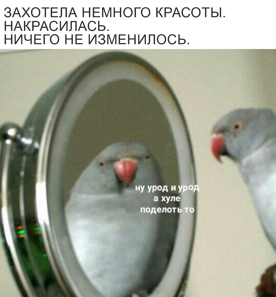 Попугай и зеркало