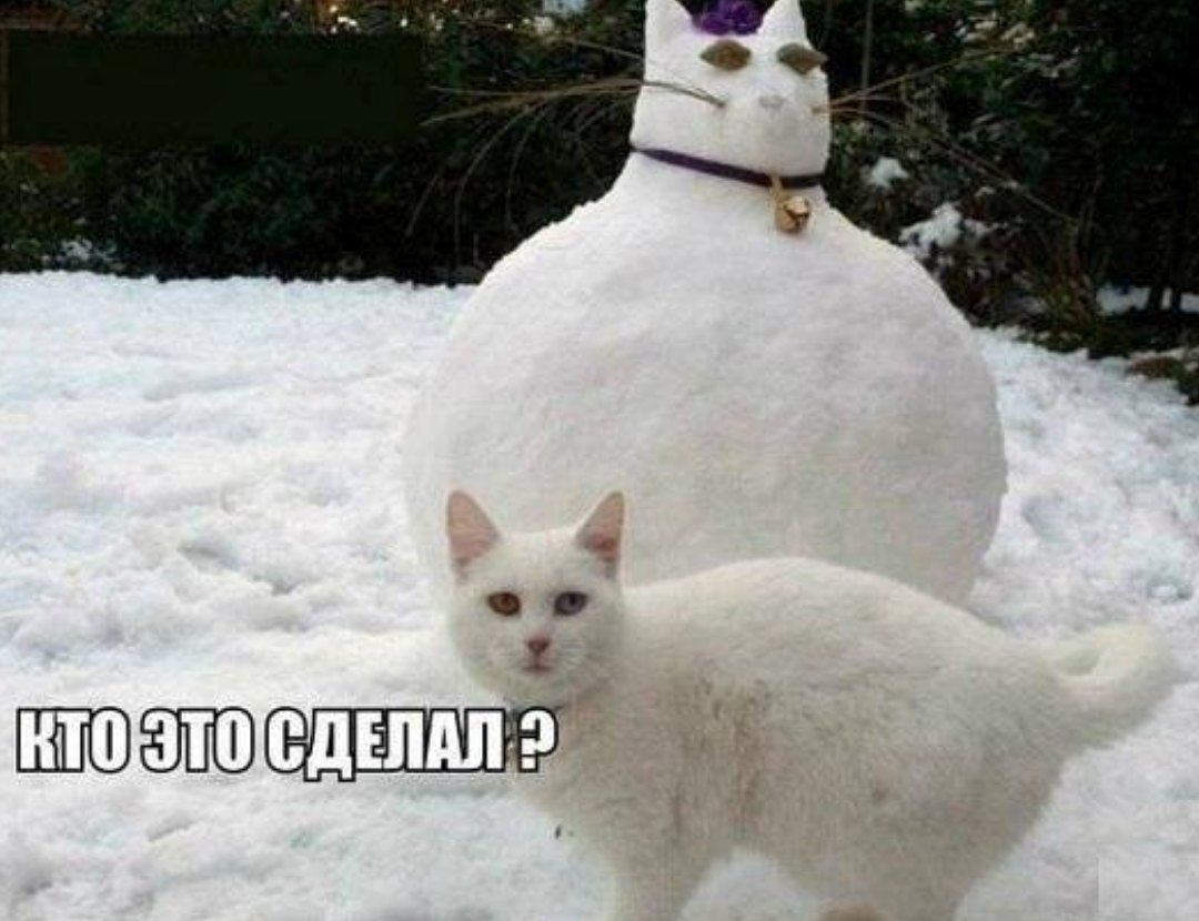 Жирный белый кот