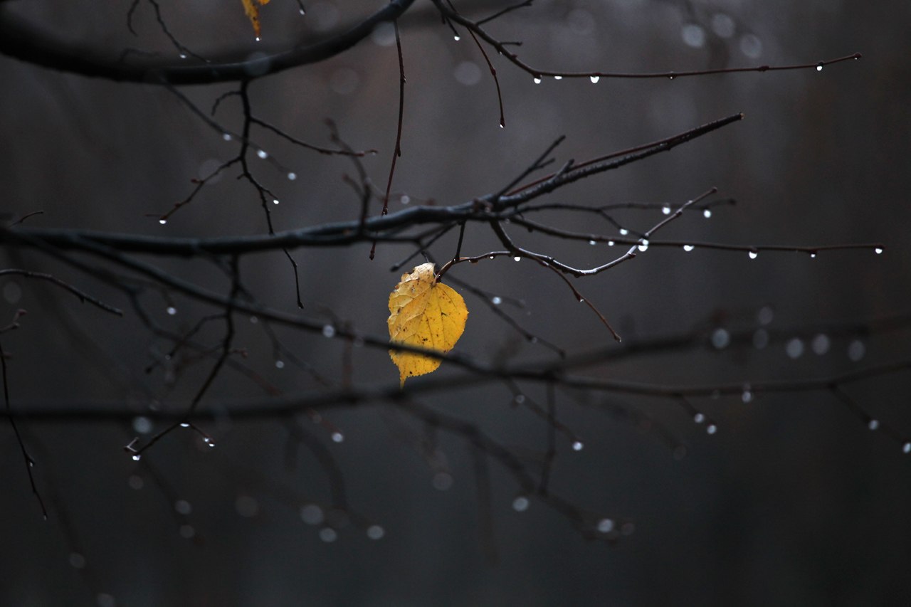 Ночью по листьям стучал беспрерывно. Осень одиночество. Осенний дождь. Осень дождь. Одинокий осенний лист на ветке.