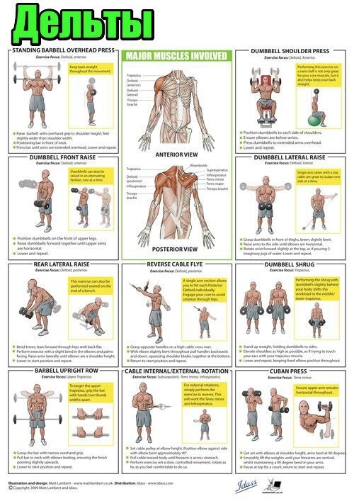 Фото упражнений на все группы мышц