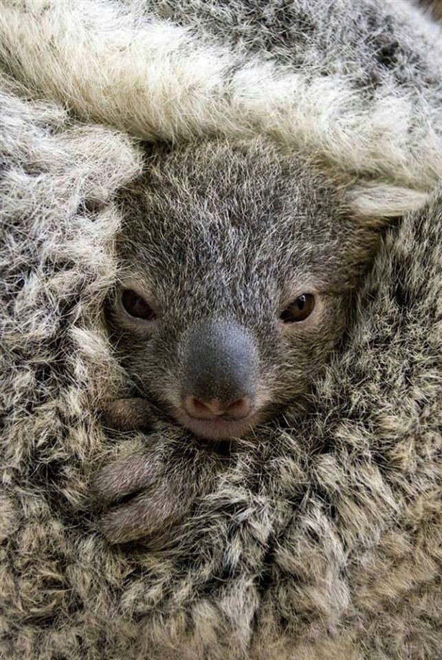 Сумка у коалы