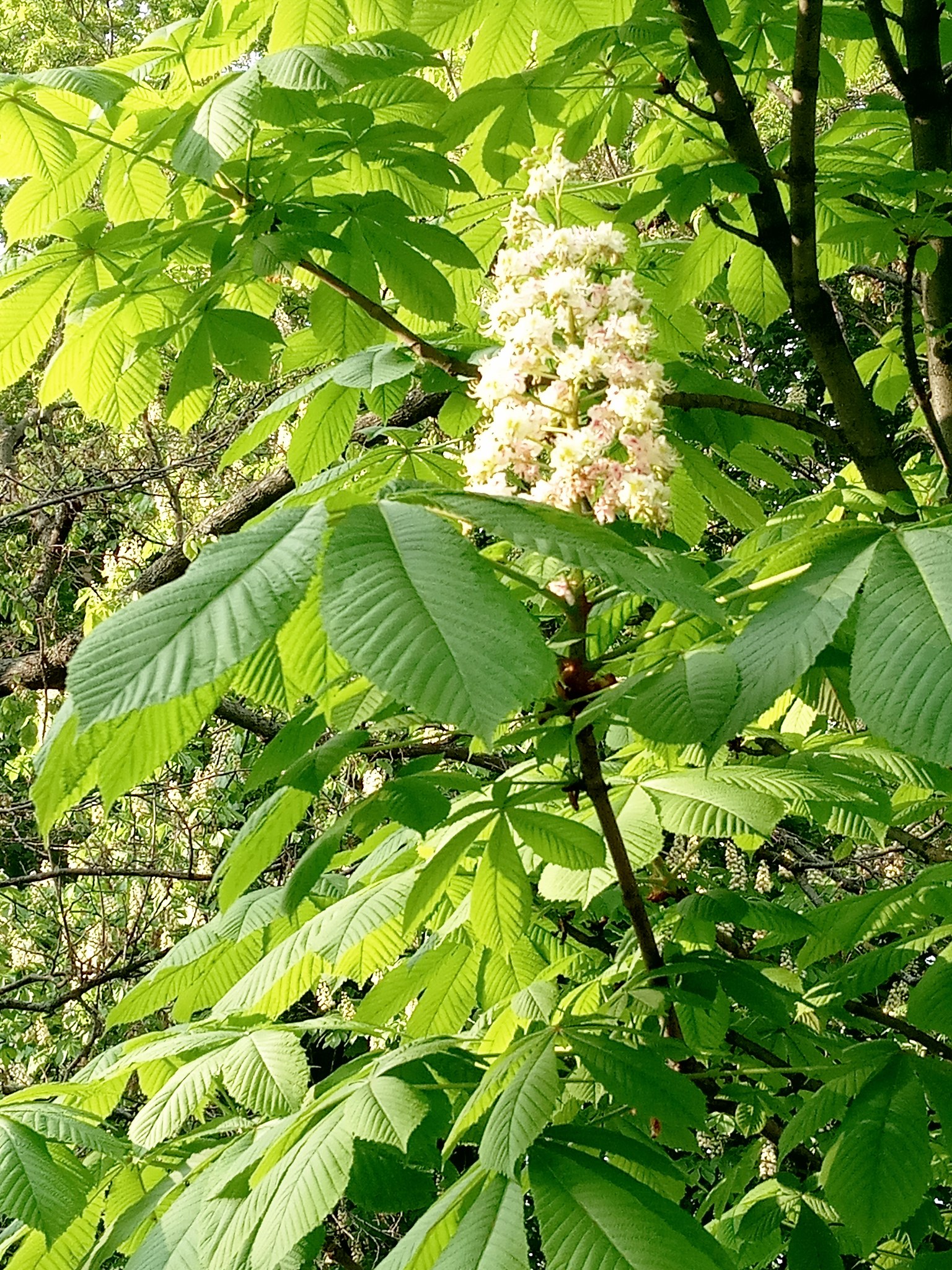 Каштан цветет фото дерево