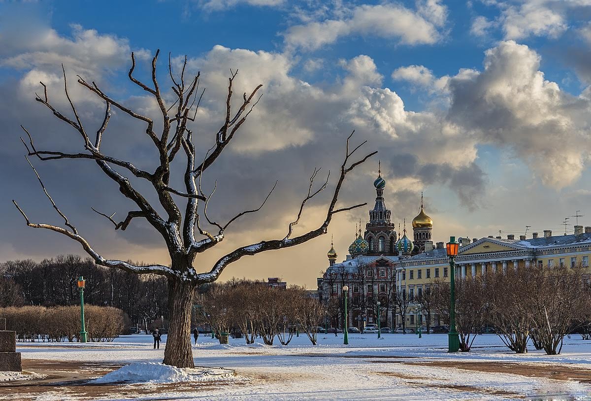 Петербург Фото Дерева