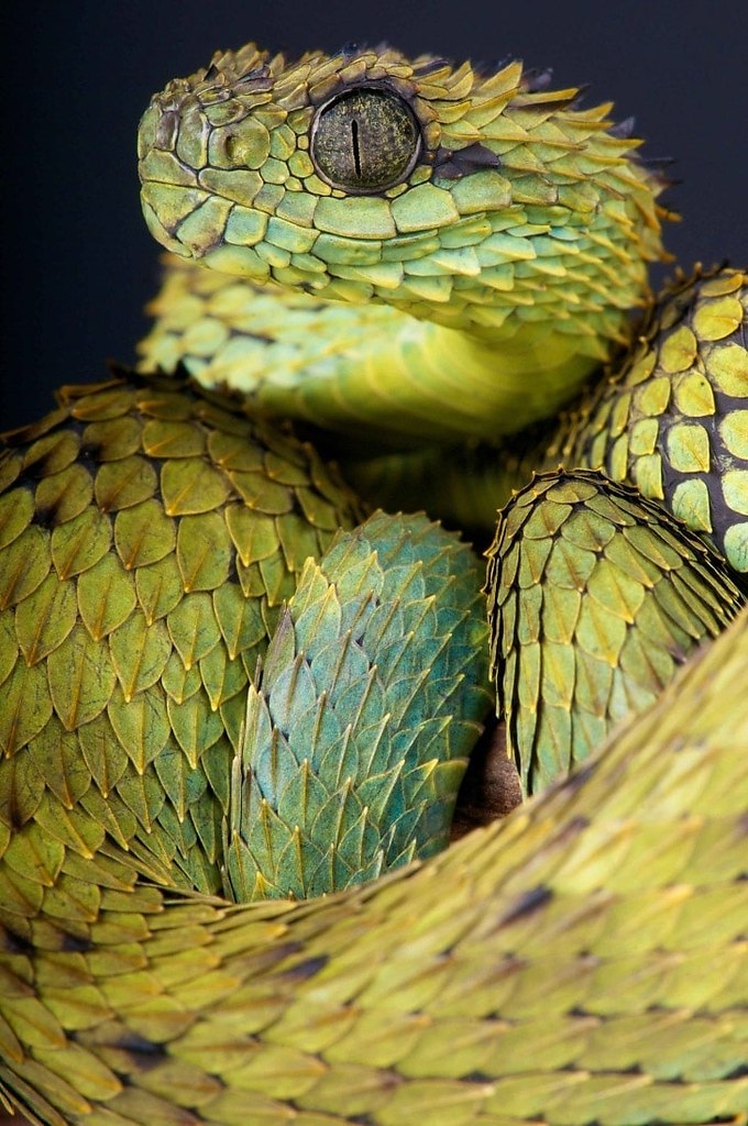 Колючая кустарниковая гадюка (Atheris hispida)