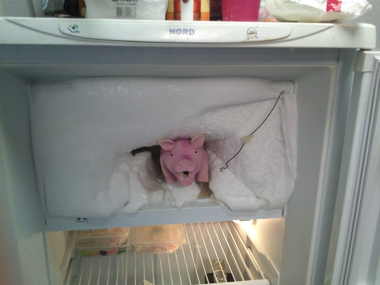Свинья в холодильнике