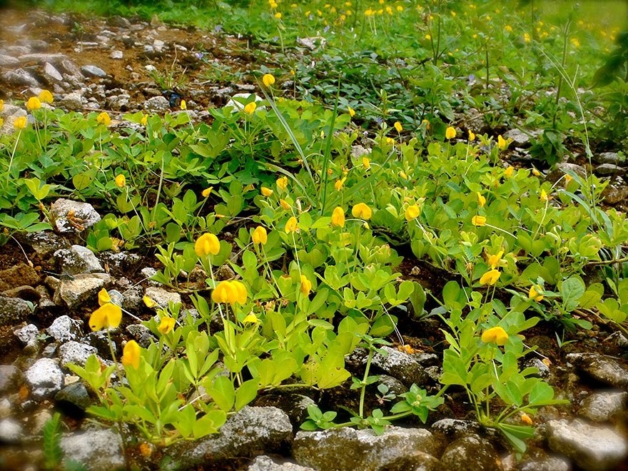 Арахис цветок фото