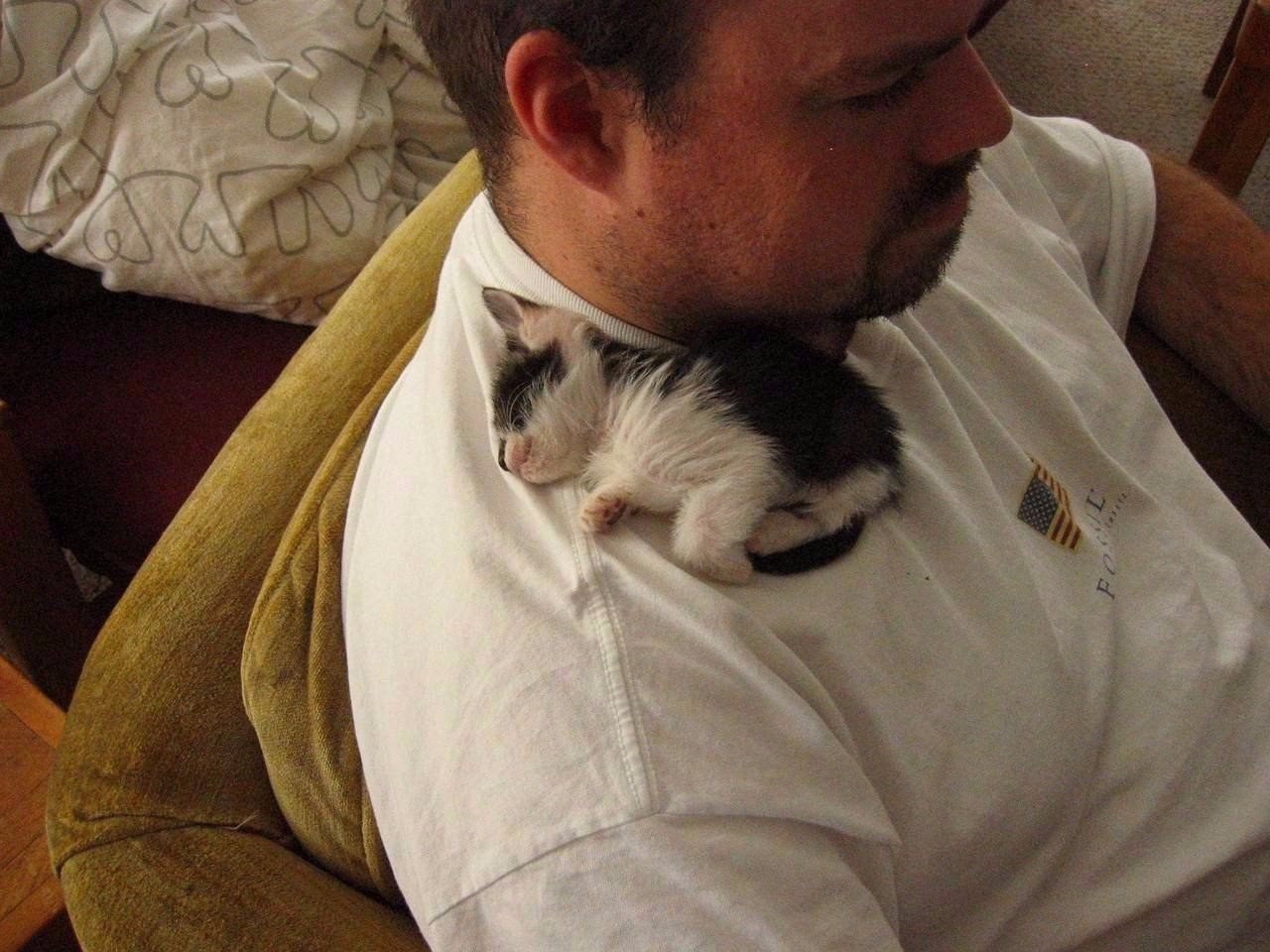 Котенок на плече