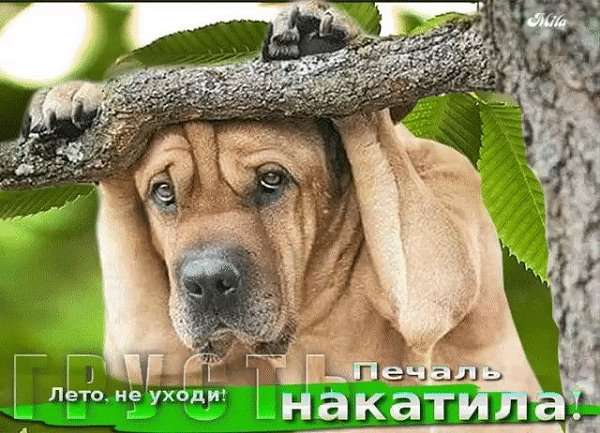 Открытки 31 июля, рабочий стол