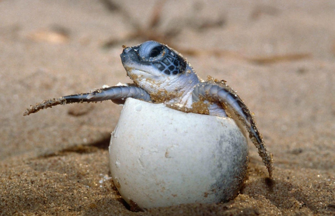 Морская черепаха откладывает яйца