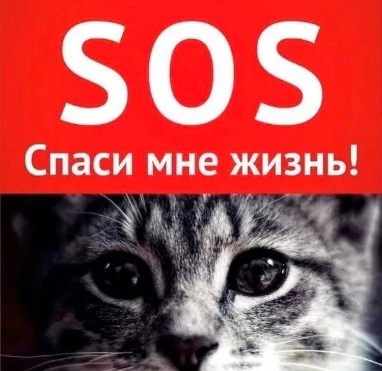 Sos картинки помогите