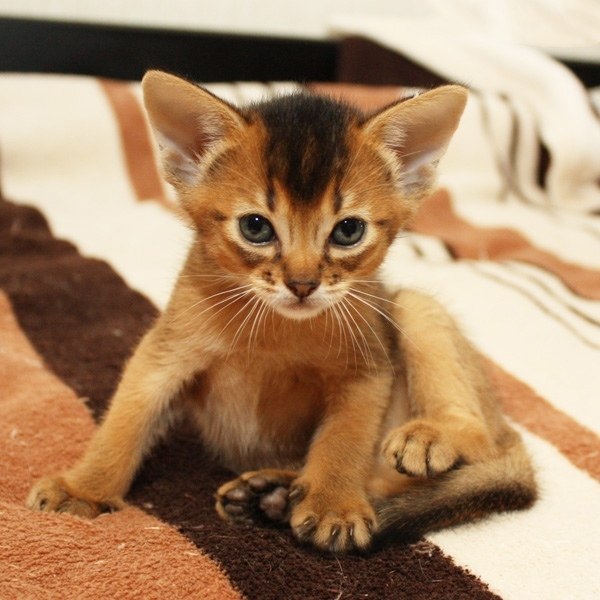 Абиссинская Кошка Котята Фото