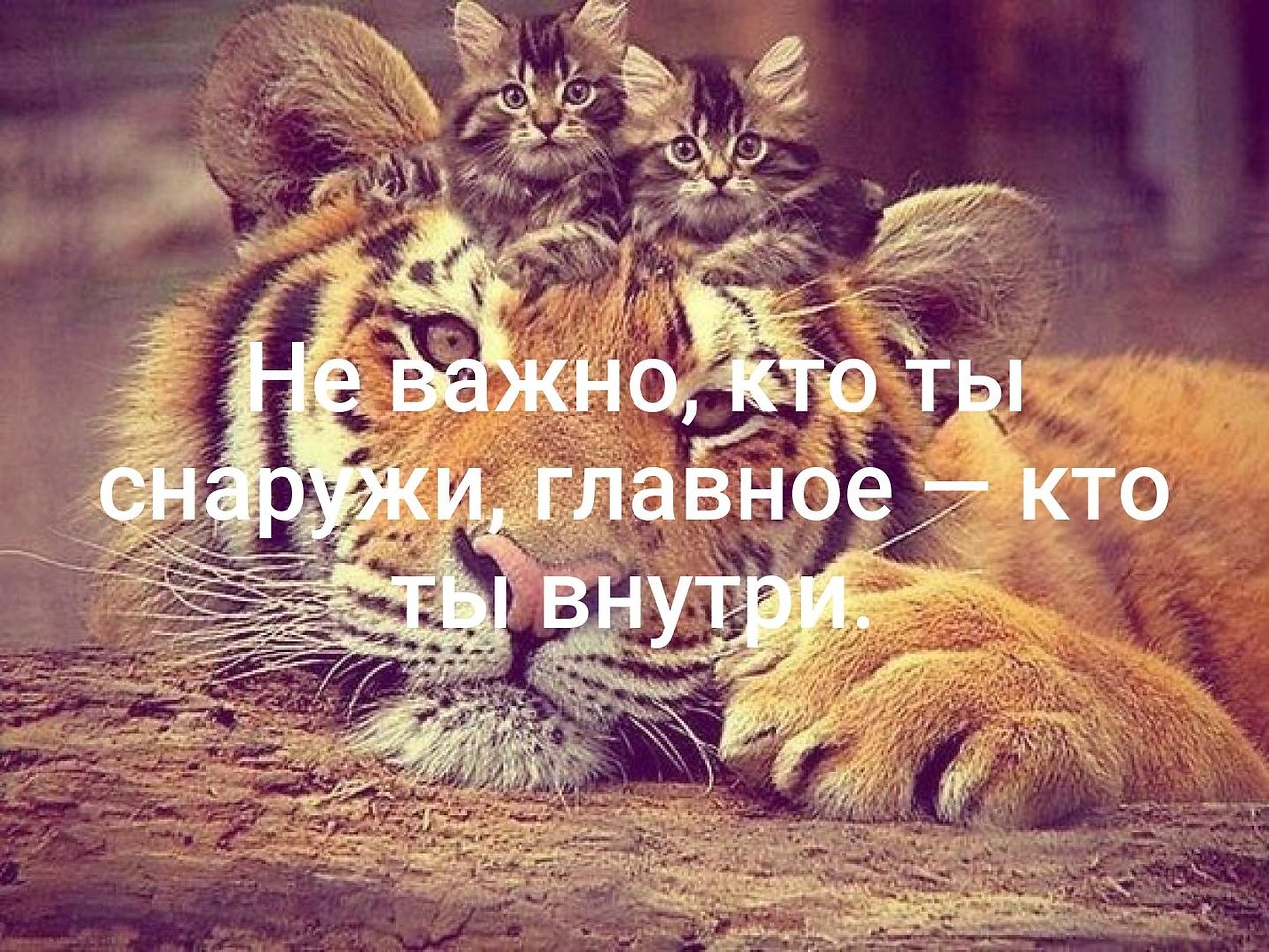 Лев внутри. Не важно кто ты. Не важно кто ты снаружи главное кто ты внутри. Цитаты не важно кто ты. Важно то что внутри а не снаружи.