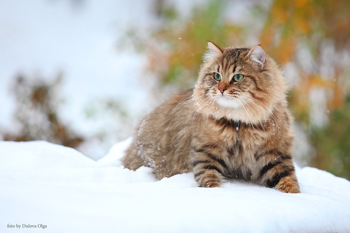 Уральская Кошка Фото