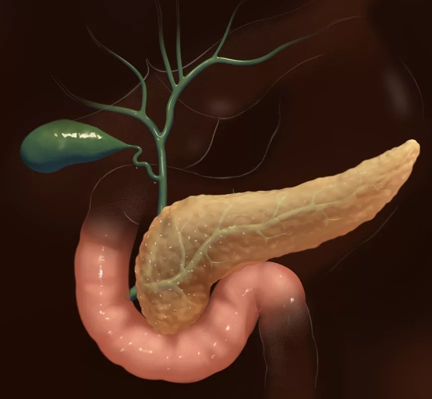 Покажи картинку поджелудочной железы. Поджелудочная железа pancreas.