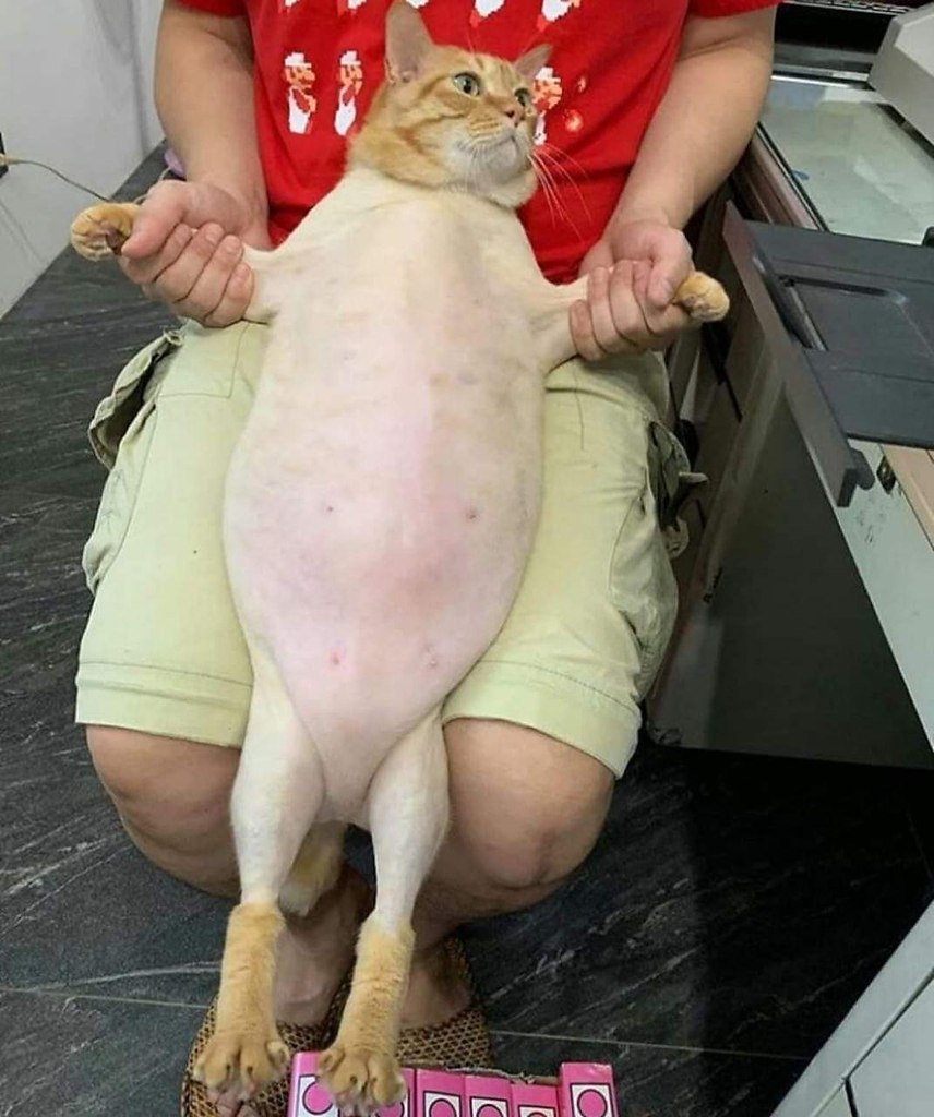 Кость широкая мем