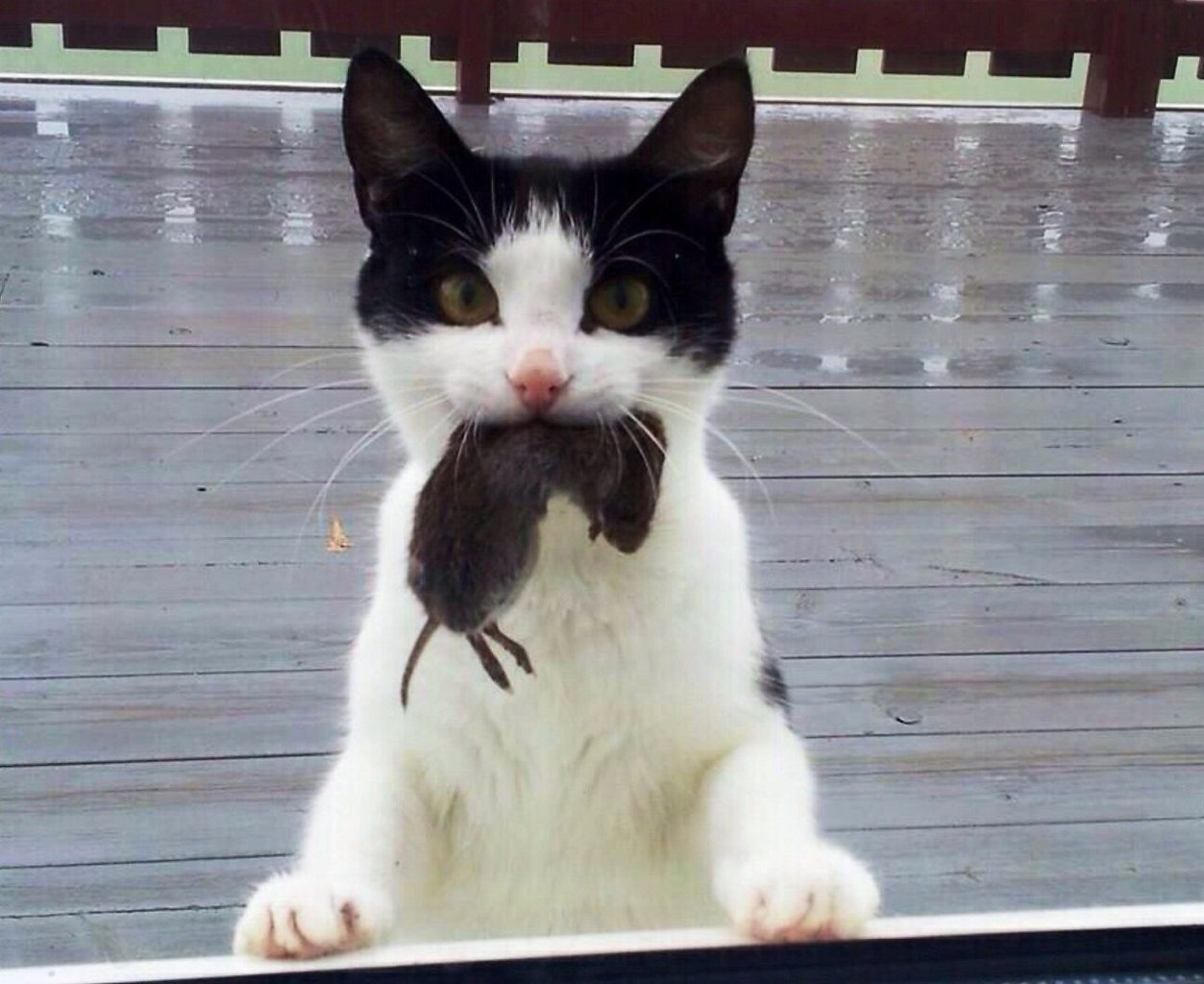 Кошка с мышью в зубах