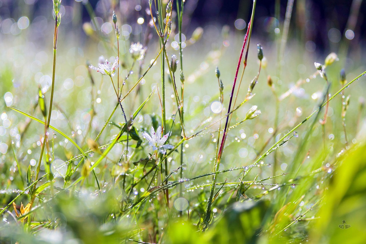 Утренняя роса на траве. Полевые травы. Луговые цветы. Весенняя трава. Летние травы.