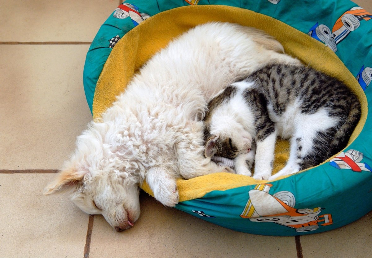 Спящие щенки и котята