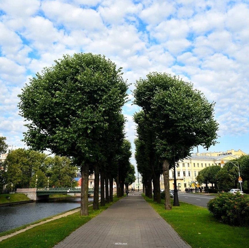 Деревья в санкт петербурге