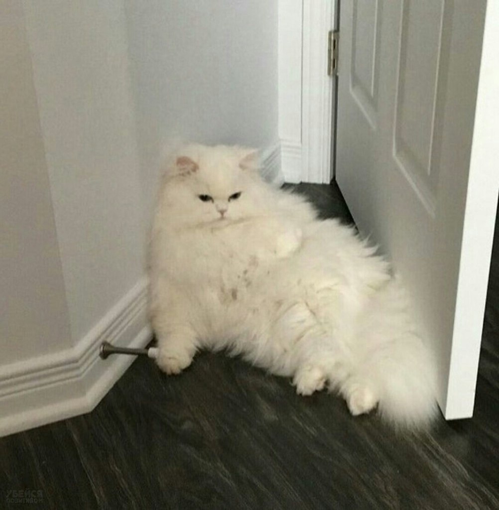 Толстый белый кот